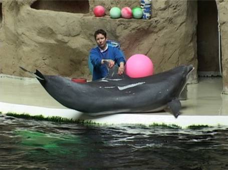 Zoo Duisburg : Im Delphinarium die Delphin-Show